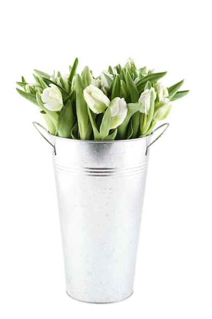 Mooie bloemen witte tulpen in een metalen emmer.