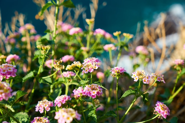 Mooie bloemen