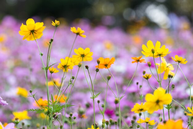 Mooie bloemen