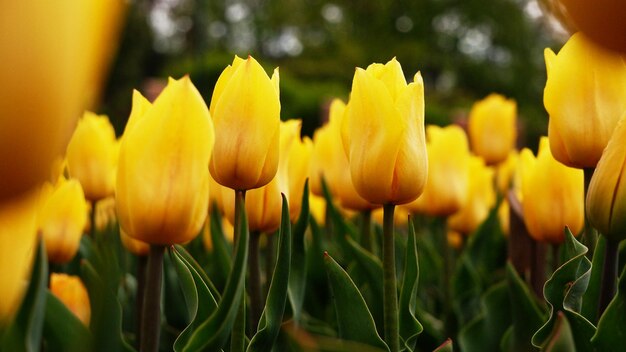 Mooie bloemenachtergrond van felgele Hollandse tulpen