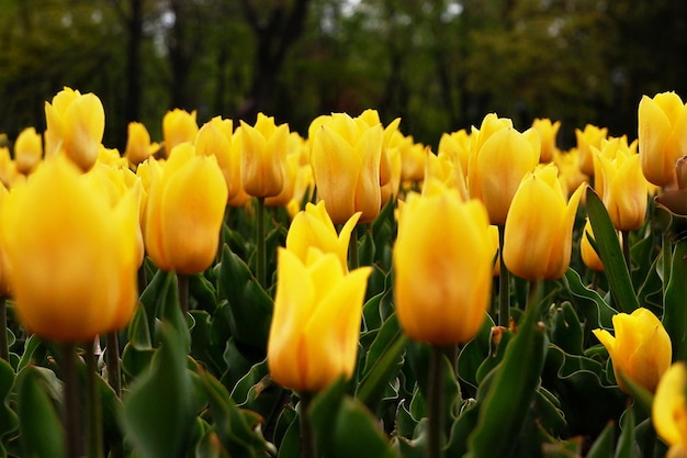 Mooie bloemenachtergrond van felgele Nederlandse tulpen die in de tuin bloeien in het midden van een zonnige lentedag met een landschap van groen gras en blauwe lucht