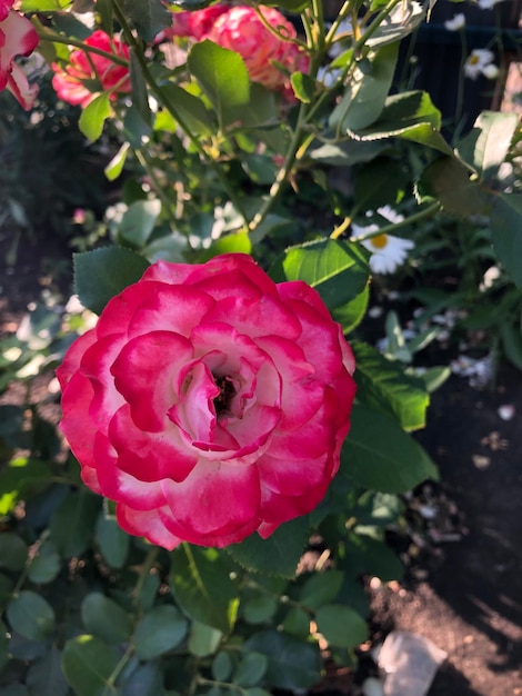 Mooie bloemenfoto's van rozen.