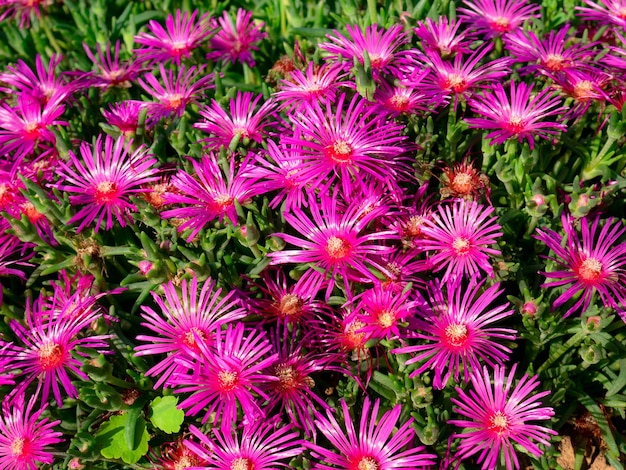 Mooie bloemengroep Delosperma cooperi (IJsplant)