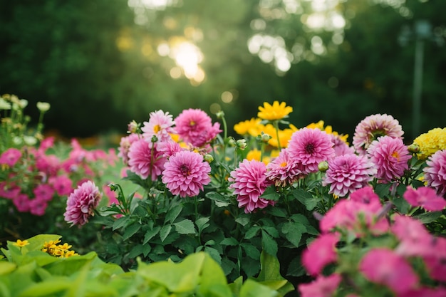 Mooie bloementuin met bloeiende asters en verschillende bloemen in zonlicht