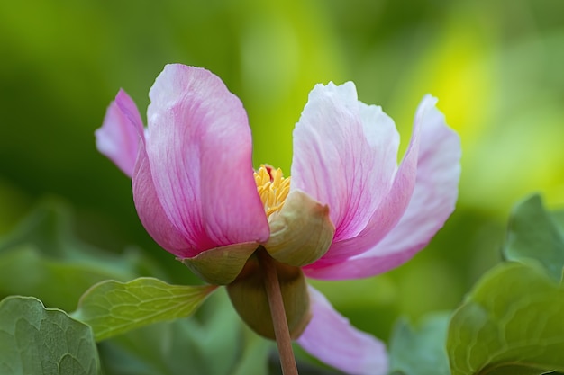 Mooie bloempioen die in de tuin groeit