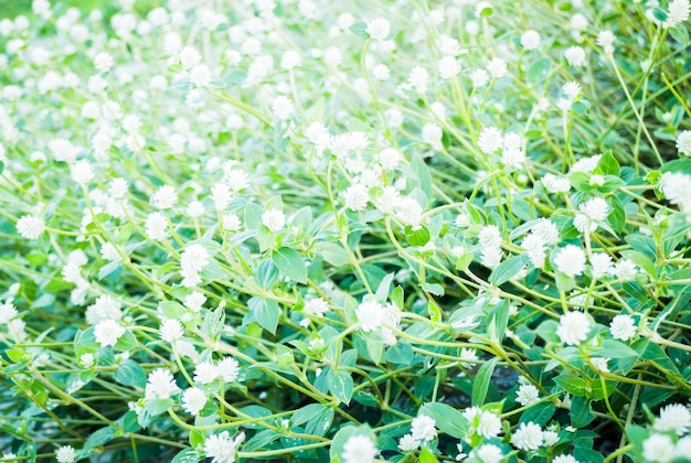 Mooie bloemplant op de zomer