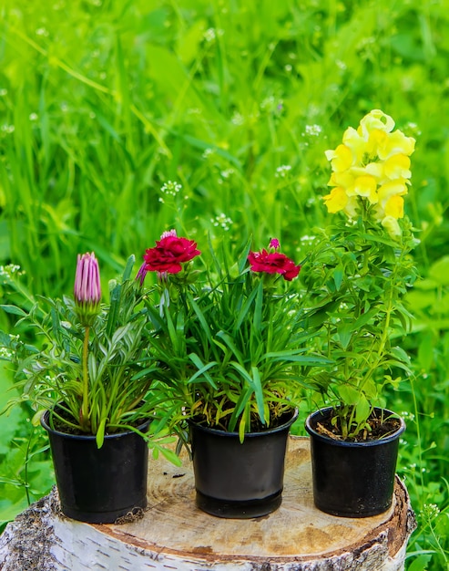 Mooie bloempotten bloemen groeien op een boomstronk, tuindecoratie. Natuur. Selectieve aandacht.