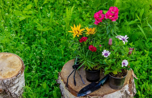 Mooie bloempotten bloemen groeien op een boomstronk, tuindecoratie. Natuur. Selectieve aandacht.