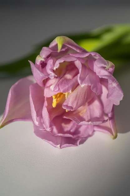 Mooie bloemrijke achtergrond van lila tulpen close-up