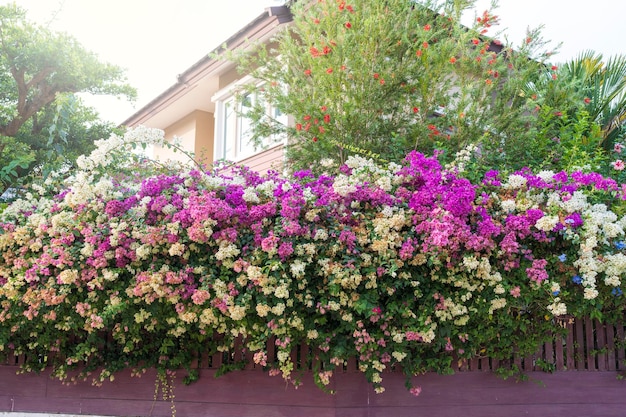 Foto mooie bloesem bougainvillea of papieren bloem die in het voorjaar bij het hek bloeit