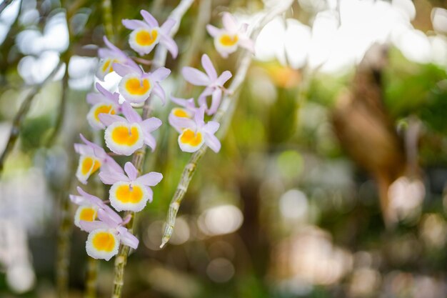 Mooie bloesem geel en roze Dendrobium primulinum in tuin