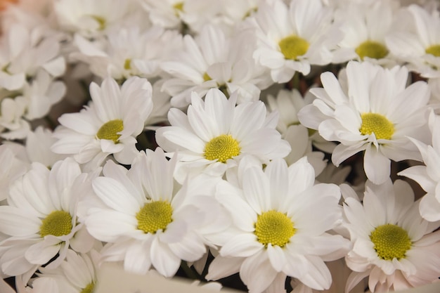 Mooie bloesem madeliefje bloemen achtergrond Witte margriet textuur