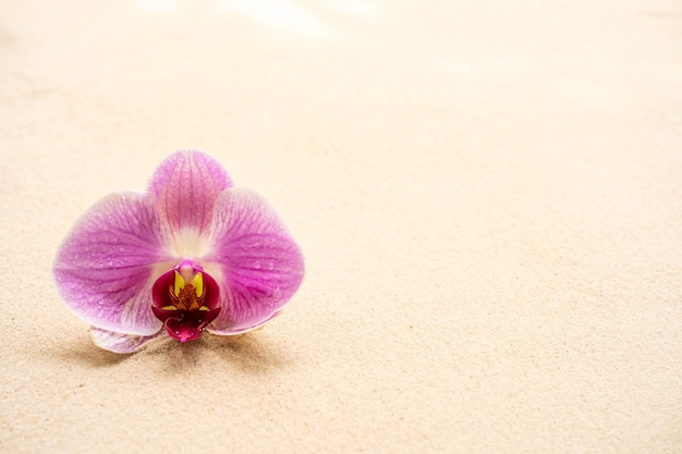Mooie bloesem paarse phalaenopsis orchidee op zanderige achtergrond.