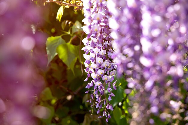 Mooie bloesem van blauweregen met zonnestralenTraditionele Japanse bloemPaarse bloemen