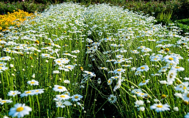 mooie bloesem witte bloem bij parktuin Kathmandu Nepal