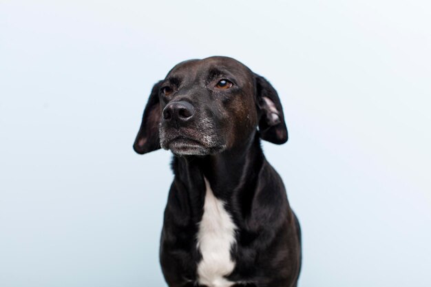 Mooie blonde jonge volwassen vrouw genieten met haar hond