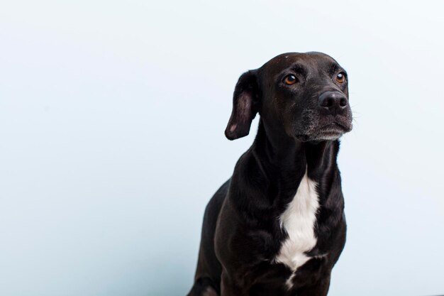 Mooie blonde jonge volwassen vrouw genieten met haar hond