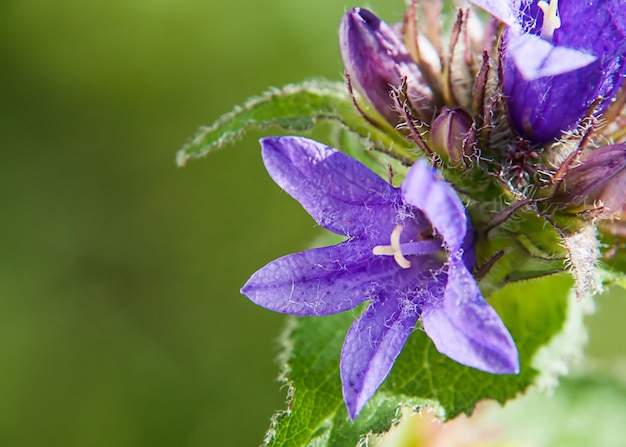 Mooie bluebells bloemen