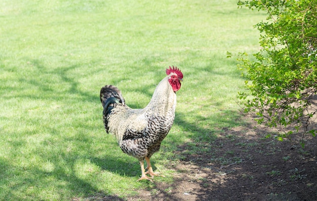 Mooie boerderij haan haan op groen gras