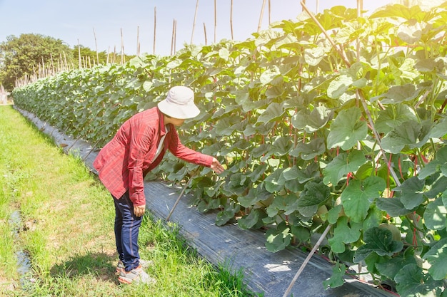 Mooie boerin die de kwaliteit controleert van een biologische meloen die in het tuinsysteem groeit Meloenvruchten en meloenplanten in een moestuin