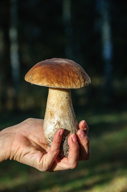 Mooie boletus paddestoel close-up in een vrouwelijke hand