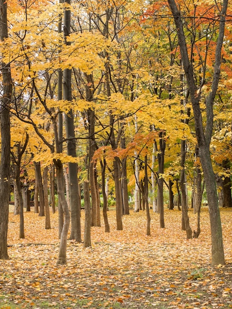 Mooie bomen en bladeren worden geel in de herfst.