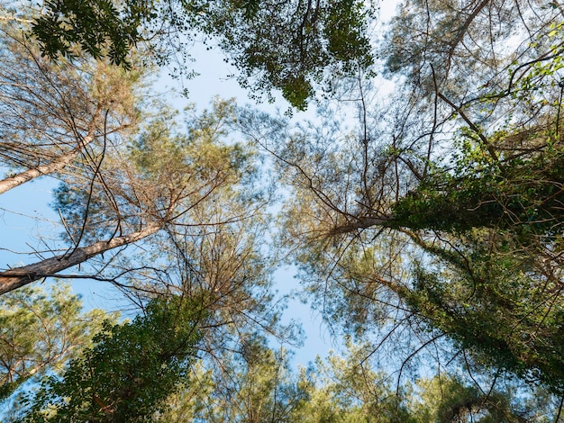 Mooie bomen en blauwe hemelachtergrond