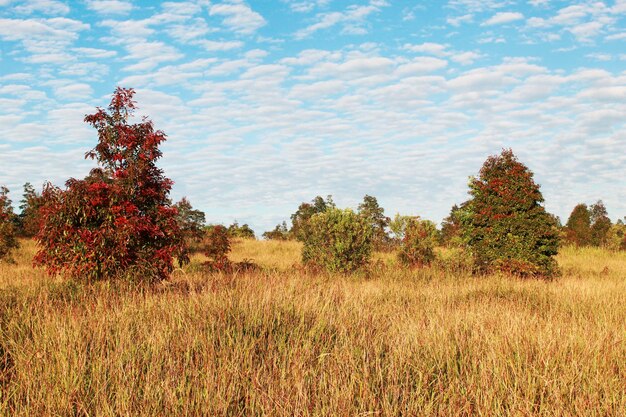 Mooie bomen in de weide met blauwe lucht en een verbazingwekkende natuurachtergrond van het wolkenlandschap