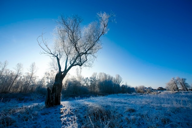 Mooie bomen in witte vorst op de achtergrond van blauwe lucht