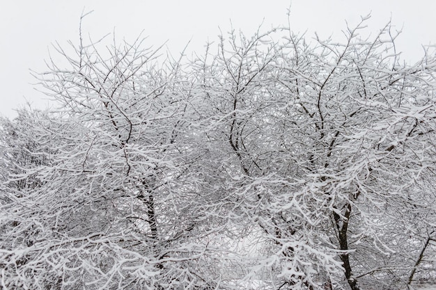 Mooie bomen takken met sneeuw op een koude winterdag