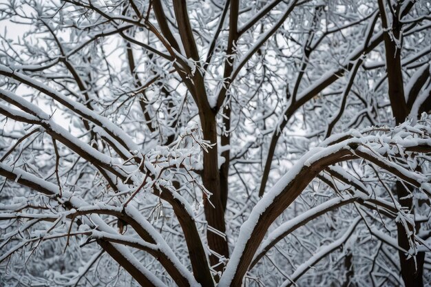 Mooie boom bedekt met sneeuw op een winterdag