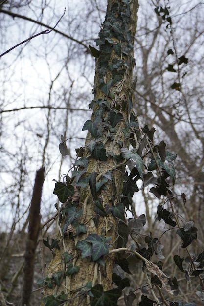 Mooie boom bekleed met bladeren