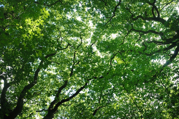 Mooie boomtoppen bomen