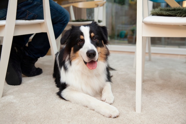 Mooie border collie hond in huis