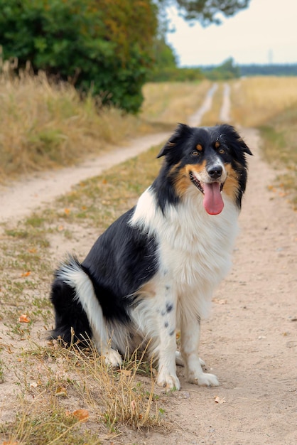 Foto mooie border collie hond loopt in de natuur en volgt de bevelen van de eigenaar op