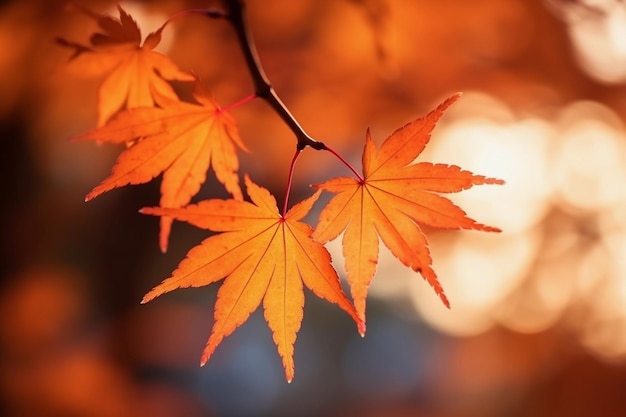 Mooie bos esdoorn bladeren in zonnige herfstdag op de voorgrond en onscherpe achtergrond