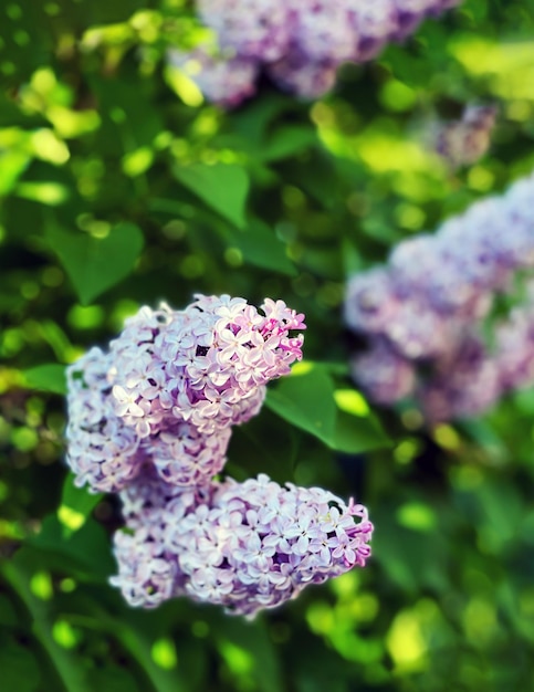 Mooie bos seringen die in de tuin bloeien in de lente Bloeiende lentebloemen