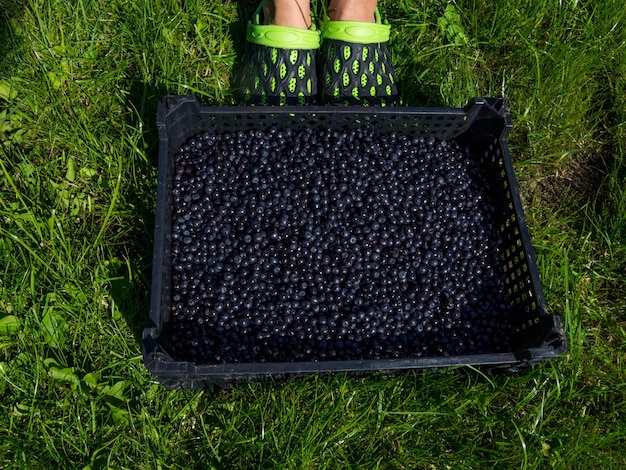 Mooie bosbessendoos in zomergroen gras