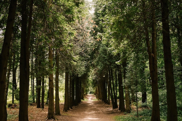 Mooie boslaan van naaldbomen