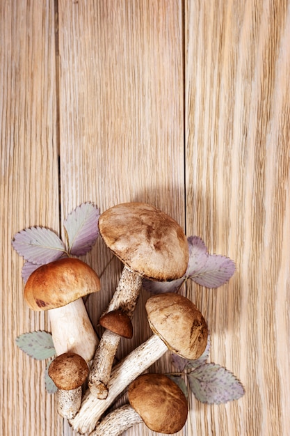 Mooie bospaddestoelen, bruine dop boleet, esp champignons