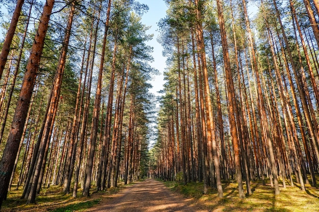 Foto mooie bosweg in de buitenwijken van sint-petersburg