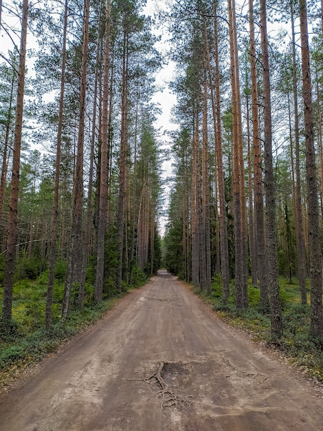 Mooie bosweg in de voorsteden van Sint-Petersburg.