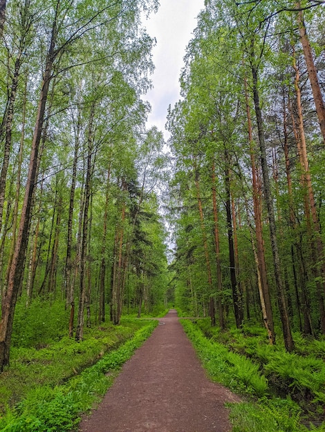 Mooie bosweg in de voorsteden van Sint-Petersburg.