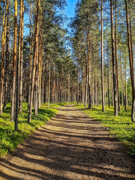 Mooie bosweg in de voorsteden van Sint-Petersburg.