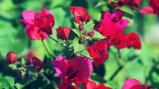 Mooie Bougainvillea bloem in de tuin