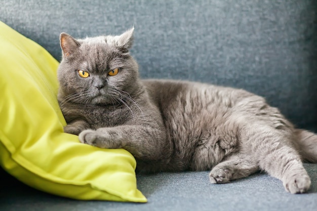 Mooie Britse kat liggend op een groen kussen