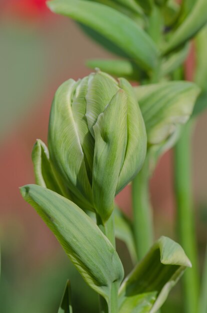 Mooie Brooklyn tulp bloem groeiende Dubbele tulp Brooklyn Dubbele late tulp