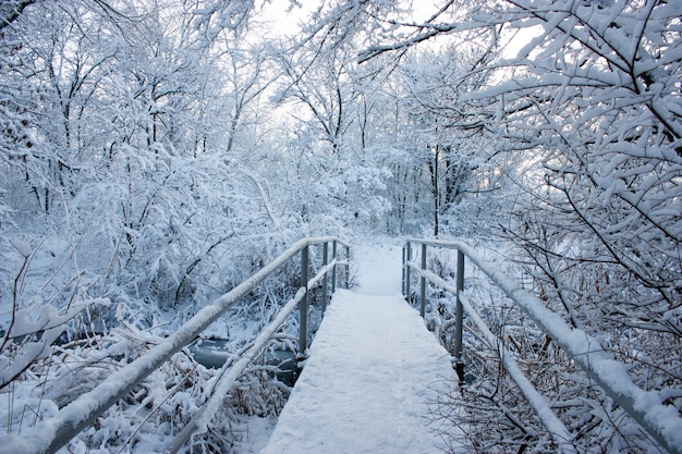 Mooie brug in het bos in de winter