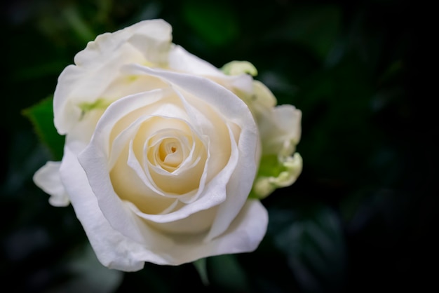 Mooie bruiloft witte roos