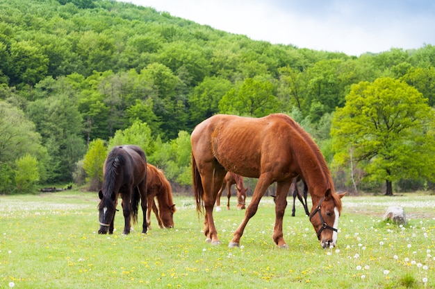 Mooie bruine en zwarte paarden die gras eten en op een weide en een groen gebied weiden.